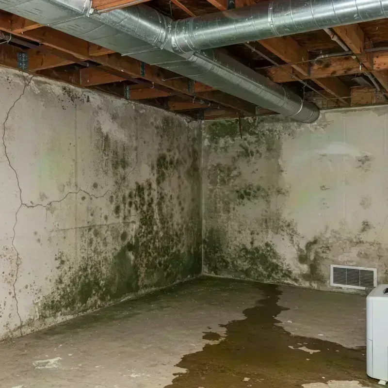 Professional Mold Removal in Susquehanna Trails, PA